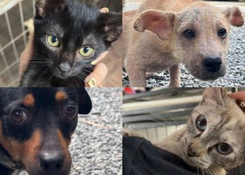 Fujama promove nova feira de adoção de animais neste sábado (11)
