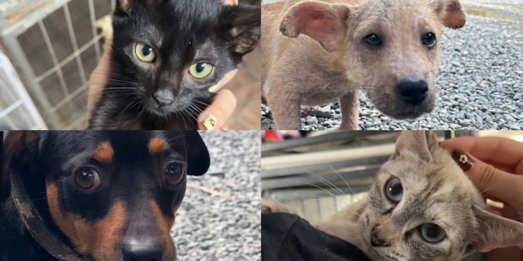 Fujama promove nova feira de adoção de animais neste sábado (11)