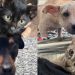 Fujama promove nova feira de adoção de animais neste sábado (11)
