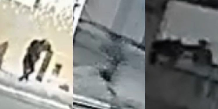 “Corre”: Ladrões levam ‘chumbo’ e são presos após tentarem arrombar loja em Massaranduba