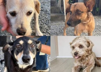 Jaraguá do Sul tem feira de adoção de cães neste sábado (09)