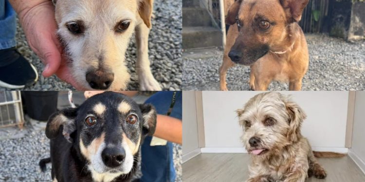 Jaraguá do Sul tem feira de adoção de cães neste sábado (09)
