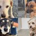Jaraguá do Sul tem feira de adoção de cães neste sábado (09)