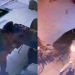 [Vídeo] Quatro estabelecimentos comerciais são invadidos em Guaramirim