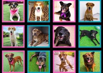 Animais poderão ser adotados neste sábado, 16, em Guaramirim