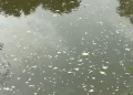 Espuma é encontrada no Rio Itapocu, em Jaraguá do Sul, mas Fujama descarta poluição