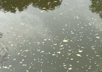Espuma é encontrada no Rio Itapocu, em Jaraguá do Sul, mas Fujama descarta poluição