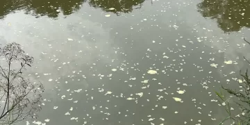 Espuma é encontrada no Rio Itapocu, em Jaraguá do Sul, mas Fujama descarta poluição