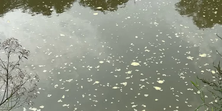 Espuma é encontrada no Rio Itapocu, em Jaraguá do Sul, mas Fujama descarta poluíção