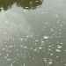 Espuma é encontrada no Rio Itapocu, em Jaraguá do Sul, mas Fujama descarta poluição