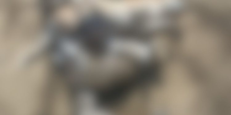 “Sujeira no terreno”: Gatos e cachorros são encontrados mortos em Guaramirim