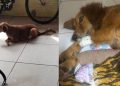 Cachorro com as duas patas quebradas em Guaramirim precisa de ajuda para cirurgia