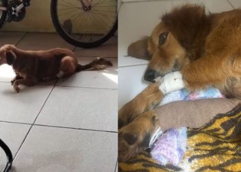 Cachorro com as duas patas quebradas em Guaramirim precisa de ajuda para cirurgia