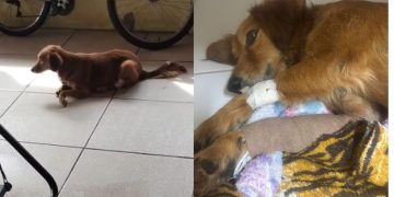 Cachorro com as duas patas quebradas em Guaramirim precisa de ajuda para cirurgia