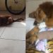 Cachorro com as duas patas quebradas em Guaramirim precisa de ajuda para cirurgia