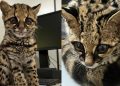 Filhote de gato-maracajá é resgatado pelos bombeiros em Massaranduba