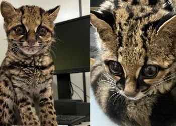Filhote de gato-maracajá é resgatado pelos bombeiros em Massaranduba