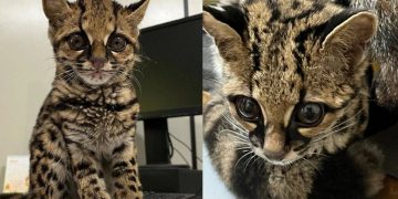 Filhote de gato-maracajá é resgatado pelos bombeiros em Massaranduba