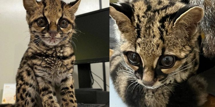 Filhote de gato-maracajá é resgatado pelos bombeiros em Massaranduba