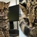 Filhote de gato-maracajá é resgatado pelos bombeiros em Massaranduba