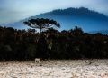 Inverno começa com onda de frio intenso em Santa Catarina