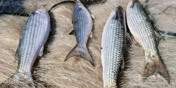 Pesca de tainha na modalidade arrasto de praia está suspensa