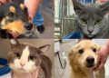 Fujama promove mais uma feira de adoção de cães e gatos neste sábado (13)
