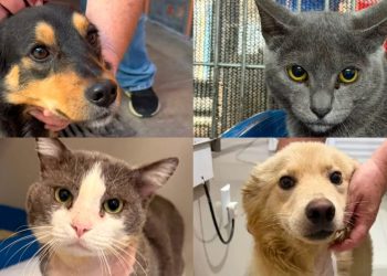 Fujama promove mais uma feira de adoção de cães e gatos neste sábado (13)