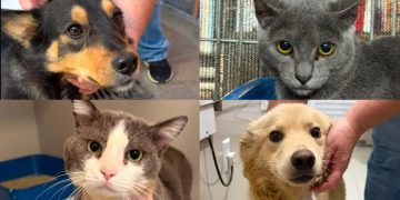 Fujama promove mais uma feira de adoção de cães e gatos neste sábado (13)