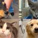 Fujama promove mais uma feira de adoção de cães e gatos neste sábado (13)