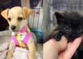 Fujama promove feira de adoção de pets na Expo 150 neste sábado (04)
