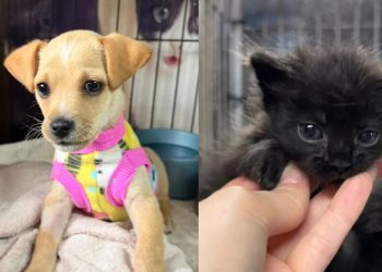 Fujama promove feira de adoção de pets na Expo 150 neste sábado (04)