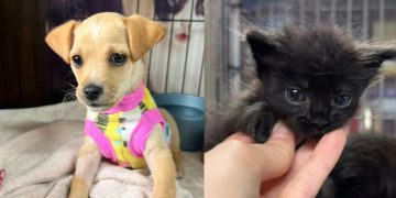 Fujama promove feira de adoção de pets na Expo 150 neste sábado (04)