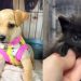 Fujama promove feira de adoção de pets na Expo 150 neste sábado (04)