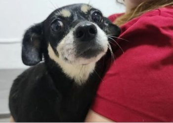 Mulher é denunciada por maus-tratos após cadela ser enterrada viva em Joinville