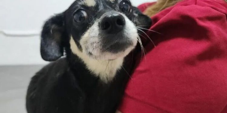 Mulher é denunciada por maus-tratos após cadela ser enterrada viva em Joinville