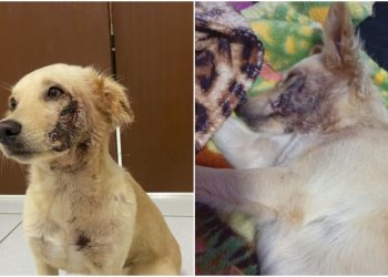 ‘Princesa’ é atropelada em Guaramirim e precisa de ajuda para fazer cirurgia de emergência