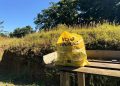 Embalagens amarelas voltam a ser distribuídas em Guaramirim nesta semana