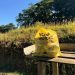 Embalagens amarelas voltam a ser distribuídas em Guaramirim nesta semana