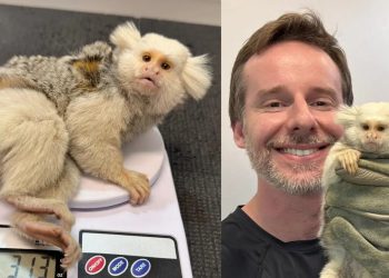 Fujama resgata sagui com anomalia genética rara em Jaraguá do Sul