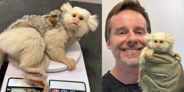 Fujama resgata sagui com anomalia genética rara em Jaraguá do Sul