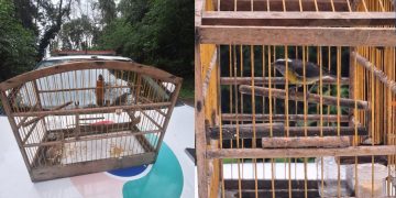Homem é flagrado com ave silvestre em gaiola em Guaramirim