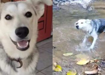 “Pagou R$ 100”: Mulher é condenada por mandar matar cachorro da própria filha em Jaraguá do Sul