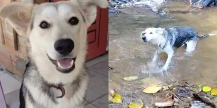 “Pagou R$ 100”: Mulher é condenada por mandar matar cachorro da própria filha em Jaraguá do Sul